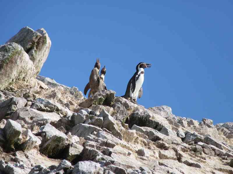 Пингвины на скалистом острове Бальестас в Перу